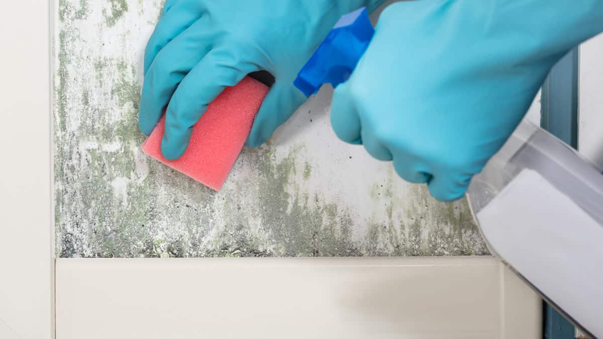 Mould Control Products Mid North Coast Mould Control Products Mid North Coast