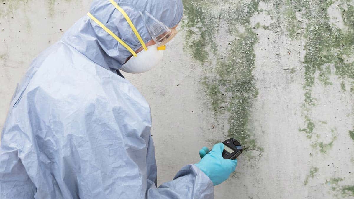 Mould Inspections Mid North Coast