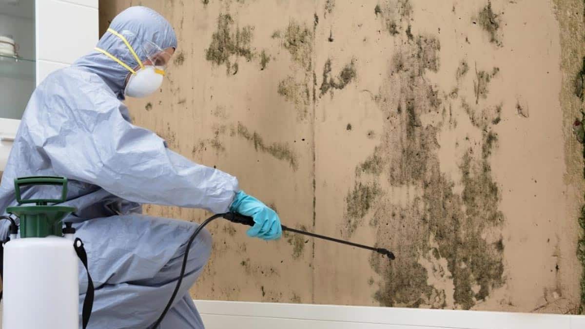 Mould Removal Mid North Coast Mould Removal Mid North Coast